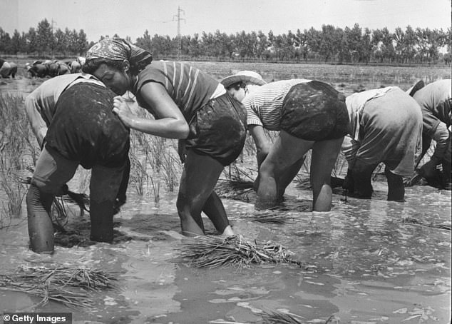 One of the women working in a north Italian rice field rests against a friend (June 28, 1951)
