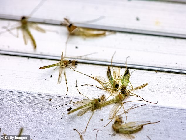 The prison is located in a remote wetland area, which is a great breeding ground for mosquitoes due to the standing water nearby