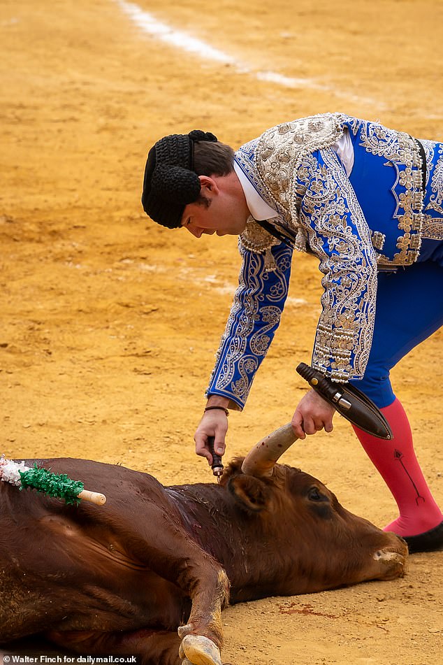 After the kill, the ear, ears or tail are cut off for the matador to parade around the ring during his victory lap