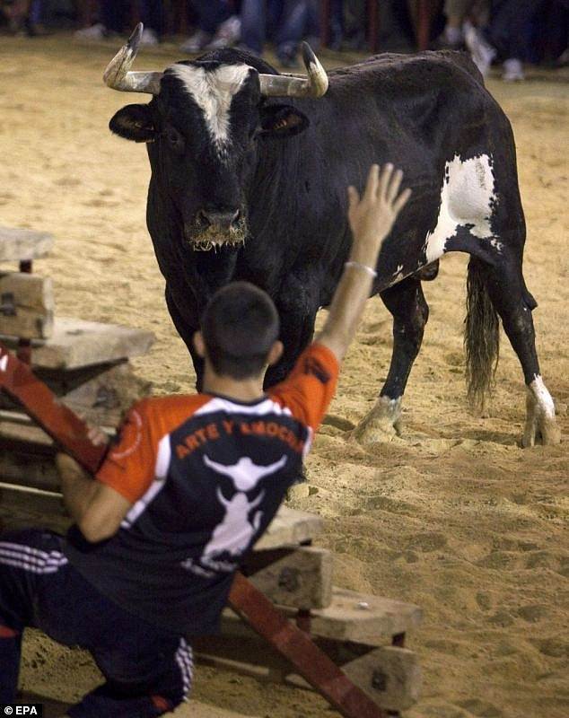 Some bulls become legends themselves, especially if they have killed people (Pictured Raton the Bull)