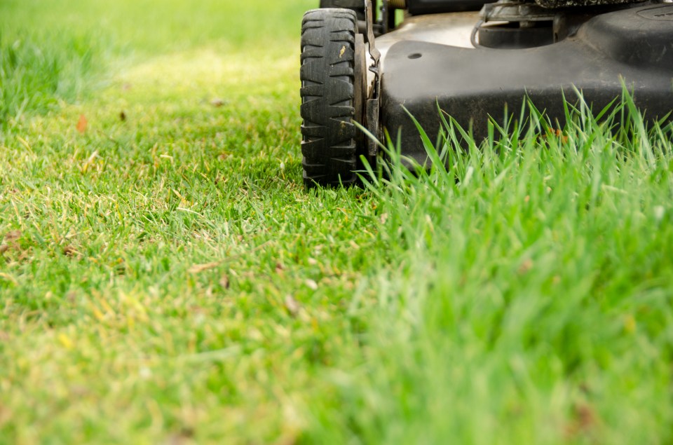 Close-up of a lawn mower cutting grass.