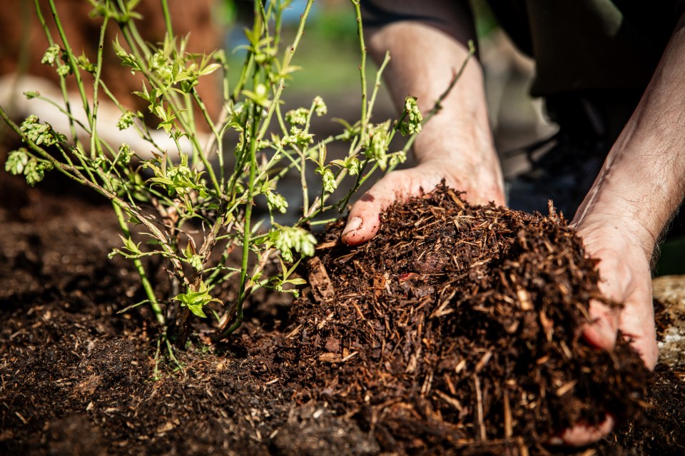A person mulching a young blueberry plant.