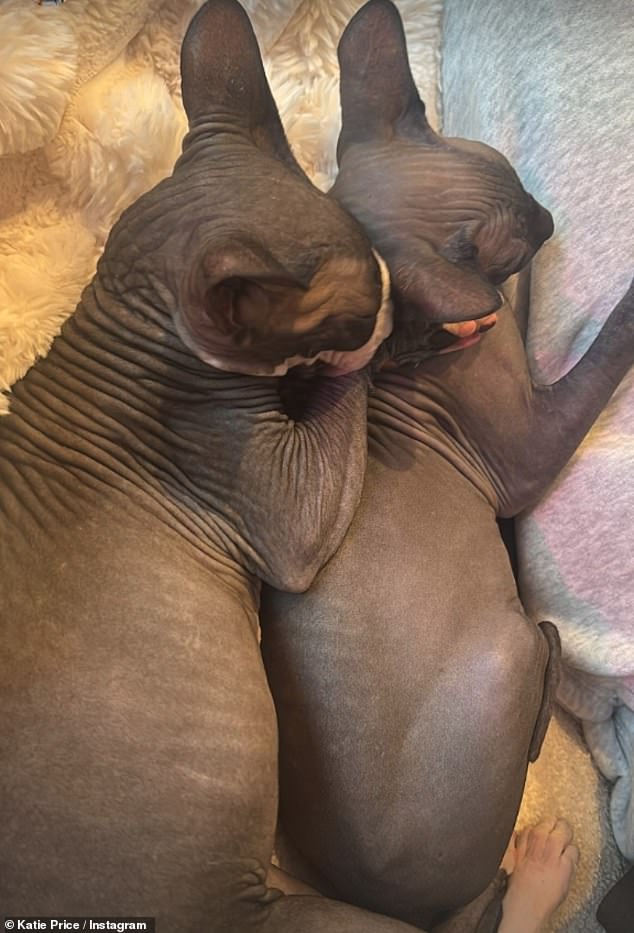 Katie has been keeping her beloved cats close by after sharing that two of them had been rushed to the vets (Katie's cats pictured)