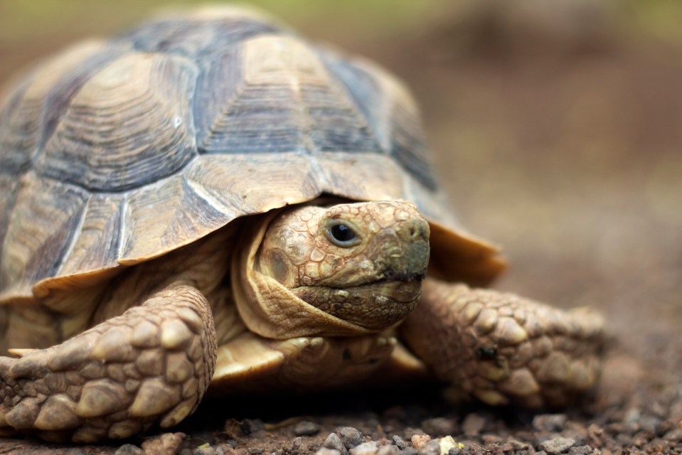 Close-up photo of a tortoise on the ground.