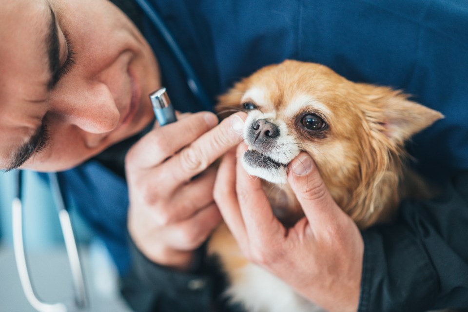 Veterinarian examining a chihuahua's teeth.