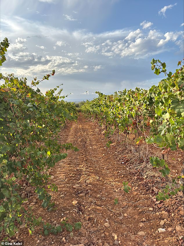Pictured: Tola's vineyard located in Sicily, around 16 miles away from, the Castellammare del Golfo