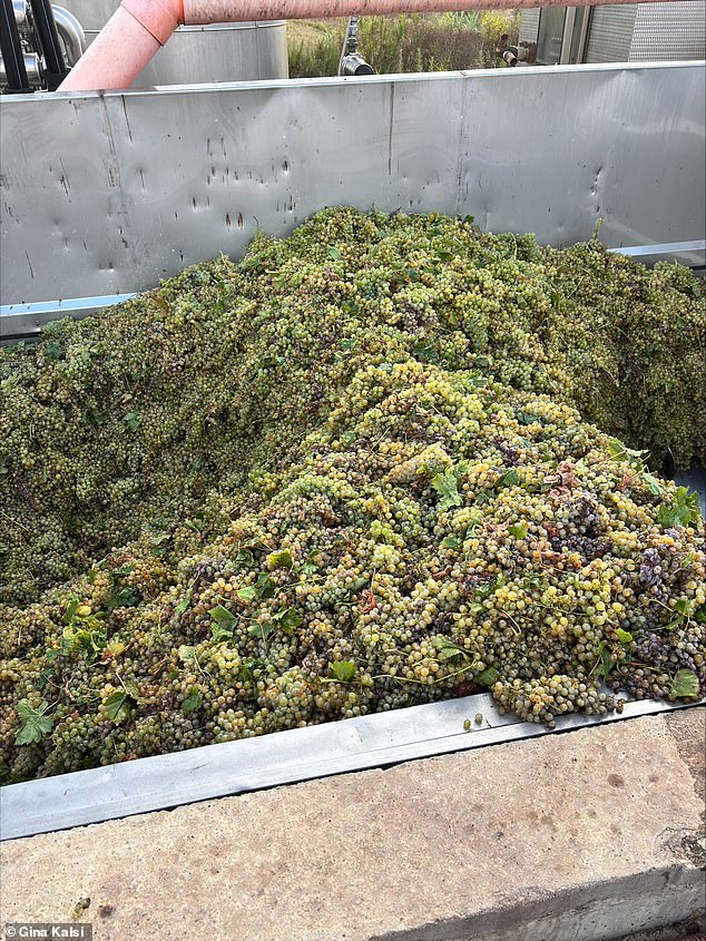 Grillo grapes are pictured being processed through machinery at Tola winery in western Sicily