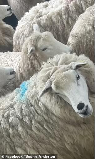 She hasn't been shy about throwing herself into rural jobs, including sheep shearing