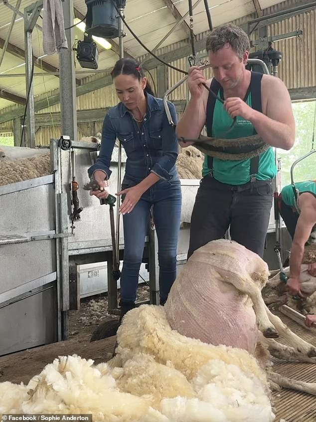 Sophie explained that they had spent the morning getting the sheep in and that she 'had a rather hairy experience separating the lambs from the ewes'