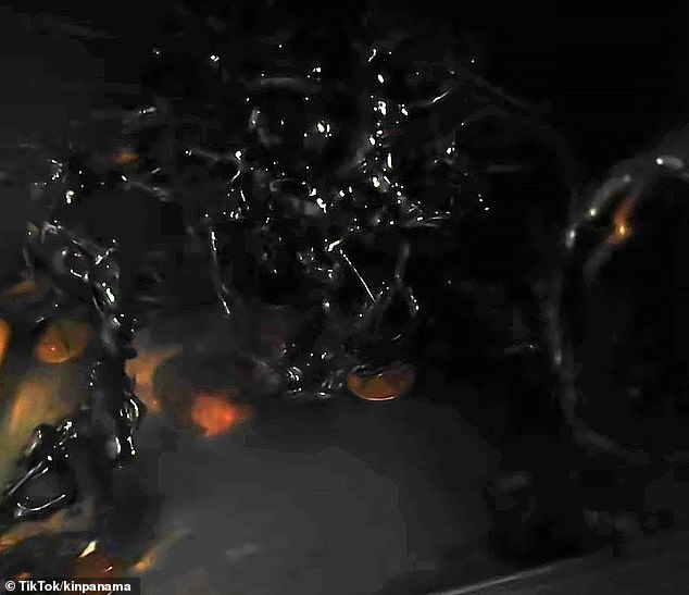 The mass of tentacles was allegedly growing out of control, but UFO researcher and filmmaker Mark Christopher Lee believes the whole thing is a well-crafted hoax. A screengrab from the video pictured above