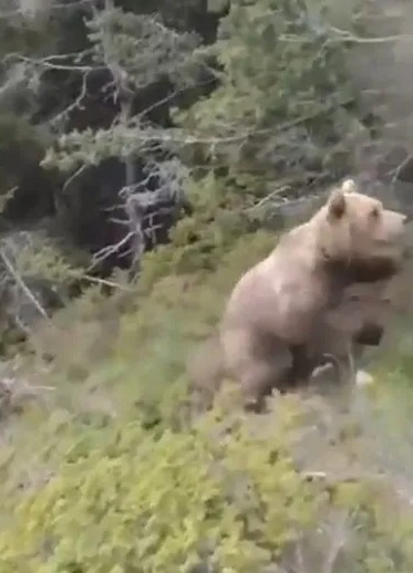 A brown bear among green trees and bushes, moving toward the right side of the frame.