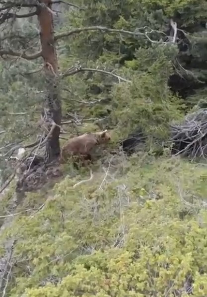 A brown bear on a steep, tree-covered hillside.
