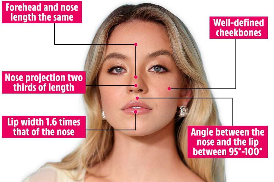 a diagram of a woman 's face shows the nose projection two thirds of length and lip width 1.6 times that of the nose