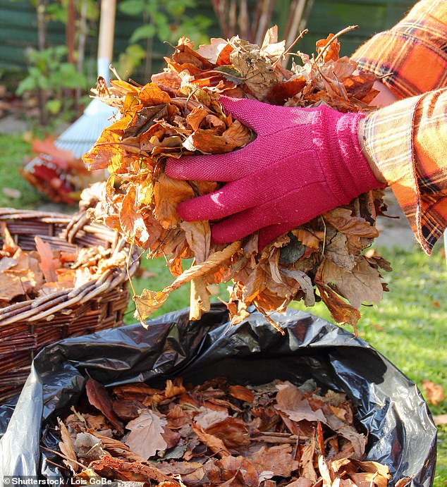 Although this is a great season to add new herbaceous plants to your garden, don’t succumb to the temptation to buy too many