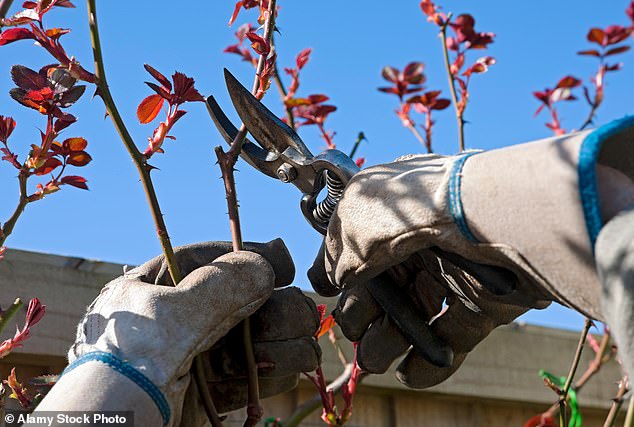 Don’t forget to look at your garden in the autumn. Take a moment to look at what’s worked for you, and don’t forget to look at the colours around you