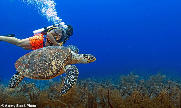 A scuba diver swims alongside a hawksbill turtle on the Belize barrier reef in the Caribbean
