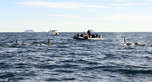 People on a whale watching boat tour catch a glimpse of orcas in the Californian waters