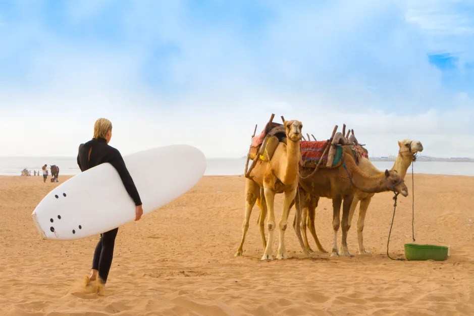 A surfer walks past camels on a beach.