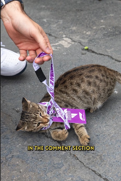 A person holds a lanyard with an F1 2025 Azerbaijan media pass around a tabby cat's neck.