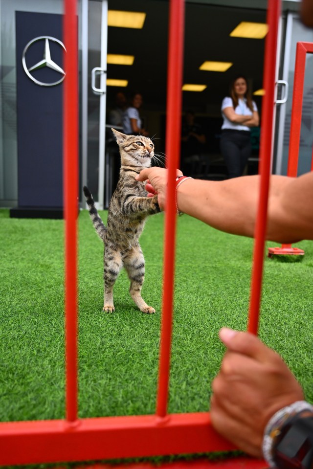 A cat stands on its hind legs to interact with a person's hand through red fencing at a paddock.