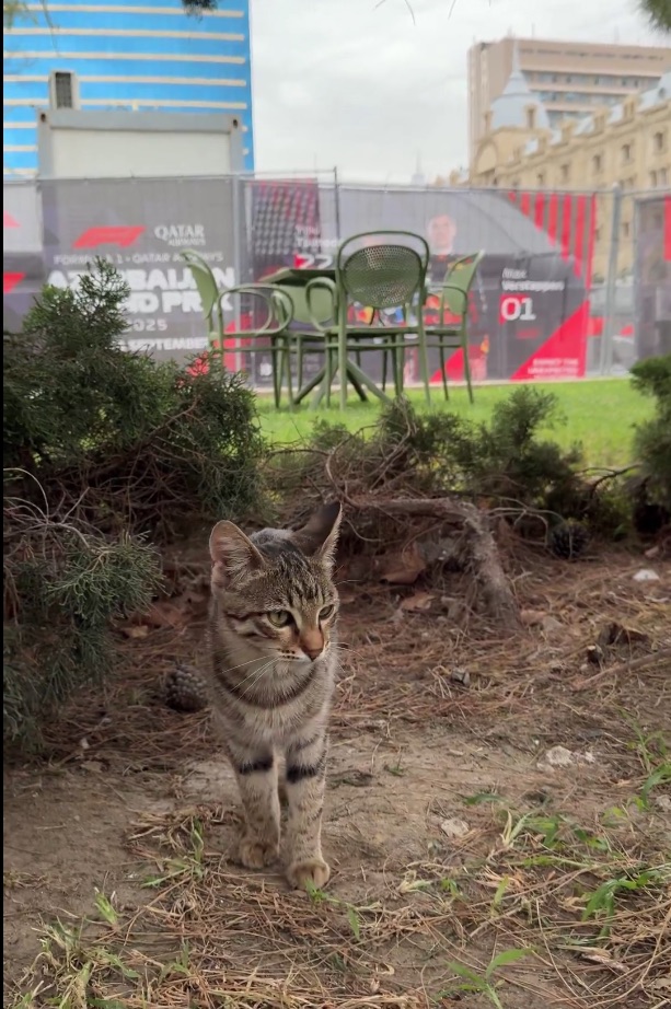 A tabby cat walks in the foreground with a banner for the Qatar Airways Formula 1 Azerbaijan Grand Prix 2025 in the background.