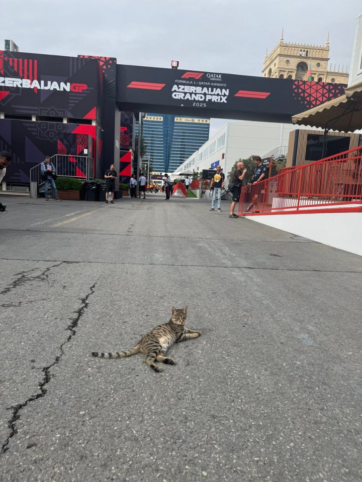 A tabby cat lying on the asphalt in front of a banner for the Formula 1 Azerbaijan Grand Prix 2025.