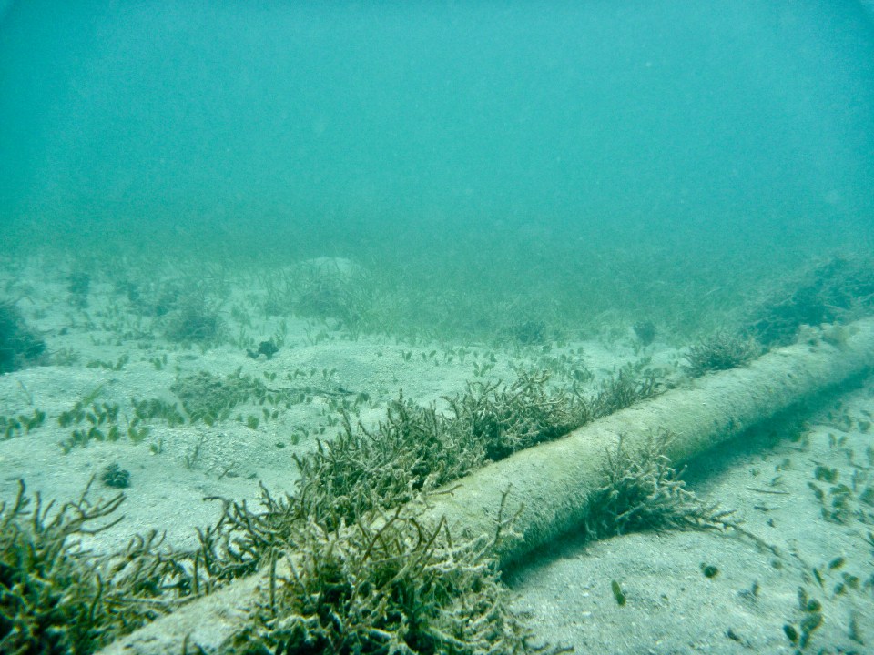 Underwater view of a cable on the sandy ocean floor surrounded by seaweed.