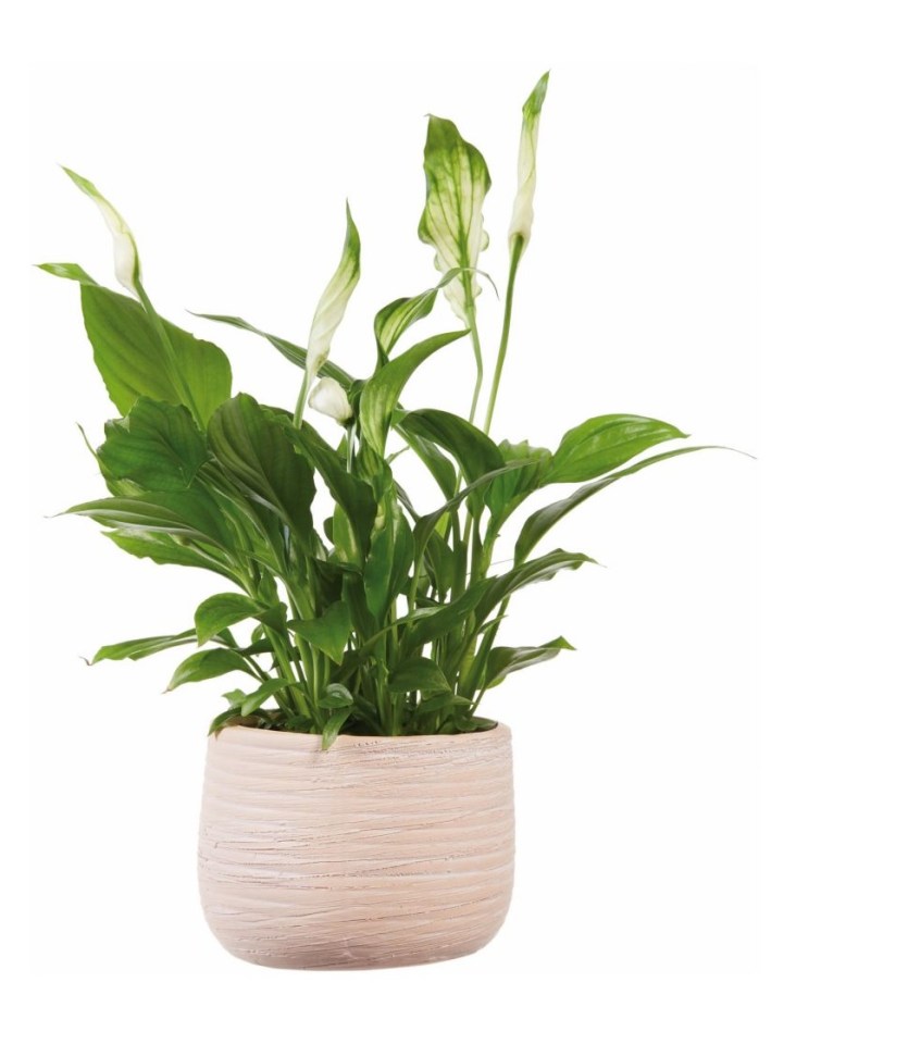 Peace lily in a light-colored pot.