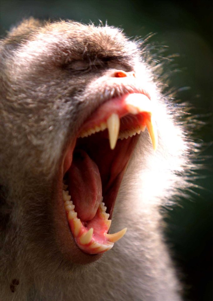 A Macaca monkey yawns, revealing its sharp teeth and pink gums.