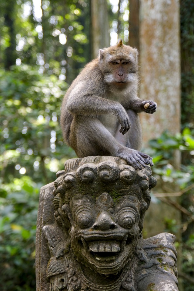 A long-tailed macaque sits on a mossy stone statue in a forest.