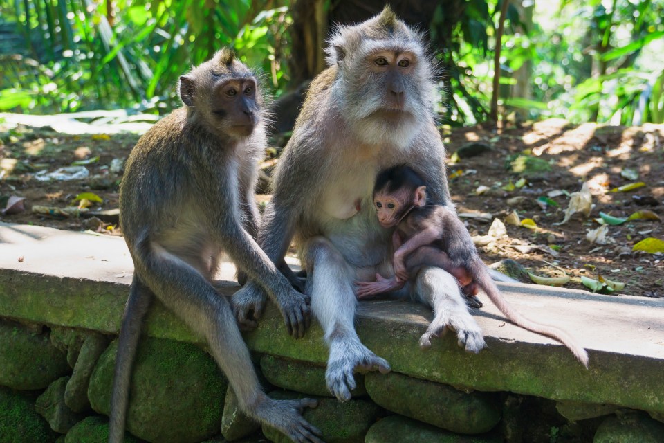 Two adult monkeys and a baby monkey sitting on a moss-covered stone wall in a forest.