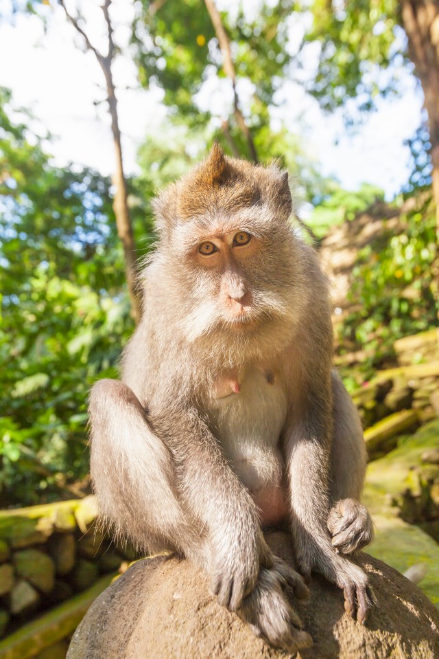 A monkey sitting on a rock in the Monkey Forest Sanctuary in Ubud, Bali.