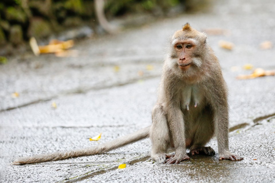 A monkey sitting on a wet paved surface in the Sacred Monkey Forest Sanctuary.