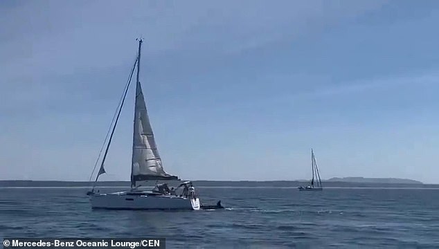 The Oceanview (front) is attacked by orcas with the Nova Vida (back) nearby
