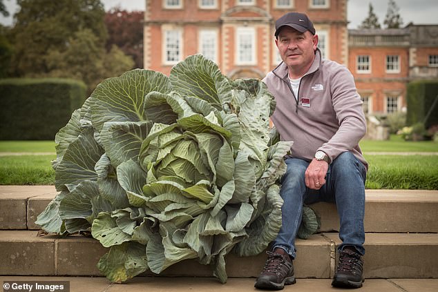 Meanwhile John Simpson, from Durham, showcased his hulking cabbage, which tipped the scales at 55lbs- about the weight of an average-sized bulldog