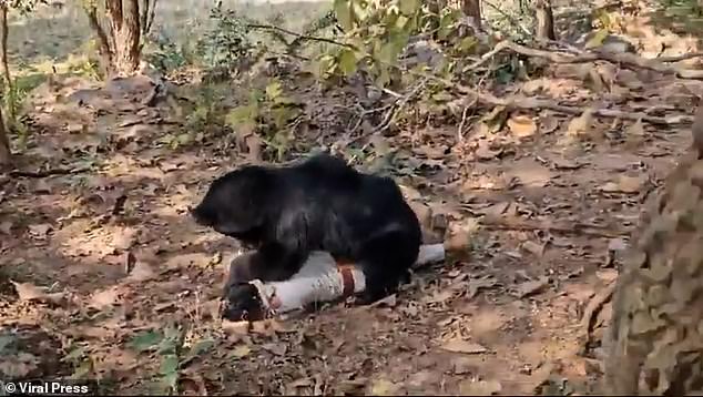 A father and son were killed after a rabid sloth bear brutally mauled them to death while they picked firewood