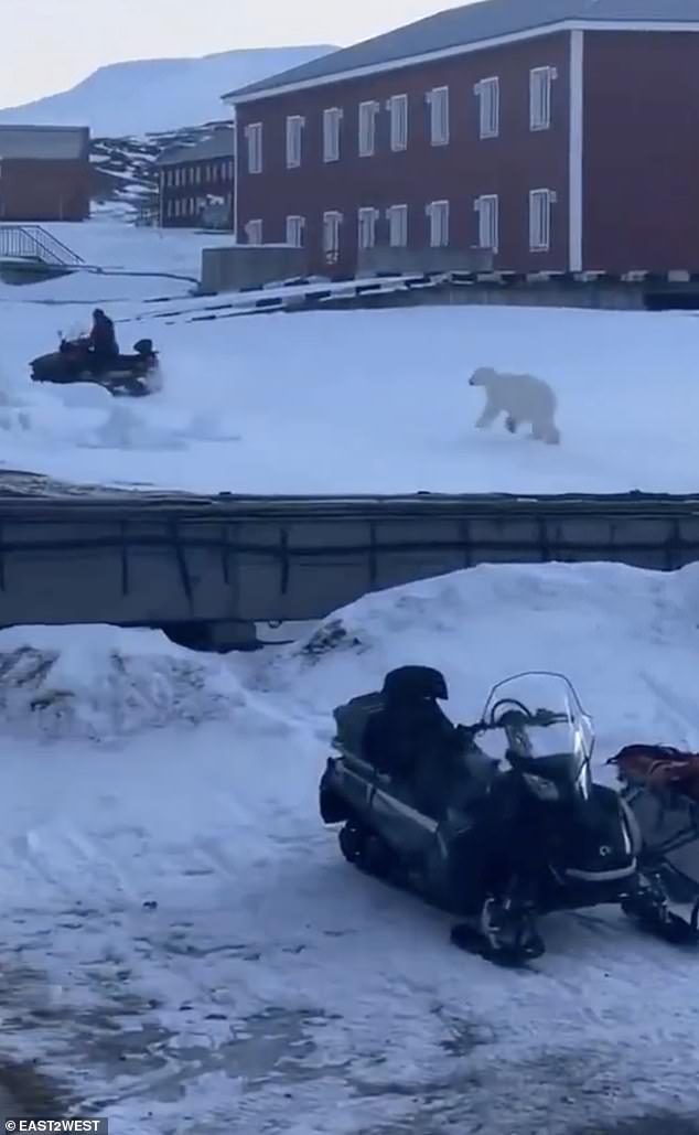 Terrifying footage has captured the desperate charge of a man running for his life from a lumbering polar bear on a remote Arctic island