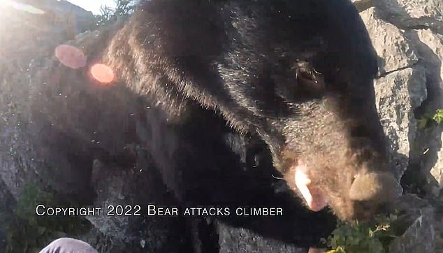 The bear lunged at him as she was defending her cub and even though he punched, kicked and screamed and fought it off, it came back