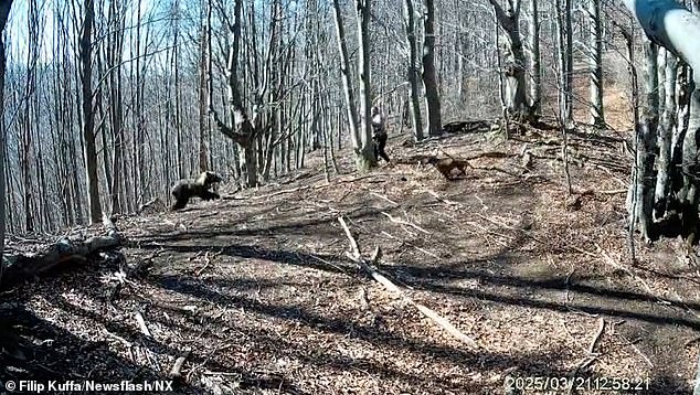 The man, named only as Peter, later said that he believes that he injured the bear, saying that it will probably become more aggressive as a result