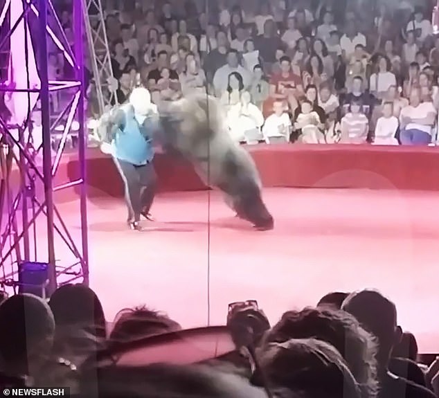After pulling her across the circus floor on her rollerskates, Krasov walked away before the bear launched her revenge attack