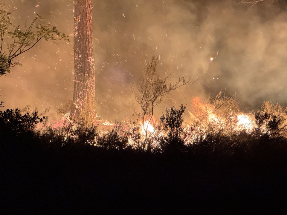 A wildfire burns through a forest at night, with flames visible among the trees and smoke filling the air.