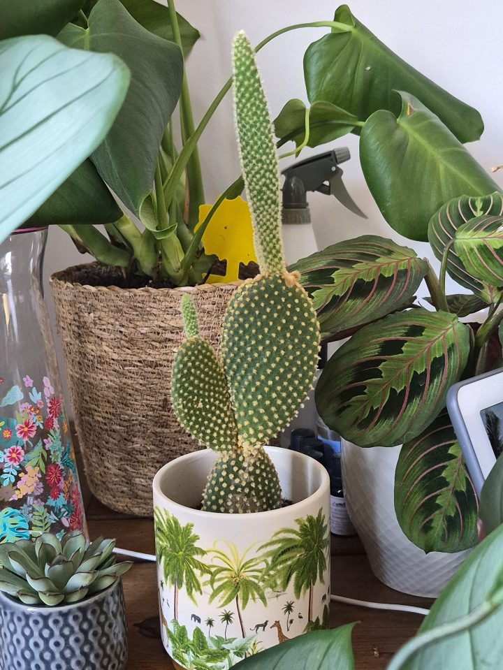Bunny ear cactus in a white pot with palm tree and safari animal illustrations, surrounded by other houseplants.