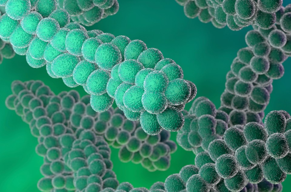 Illustration of streptococcus bacteria chains.