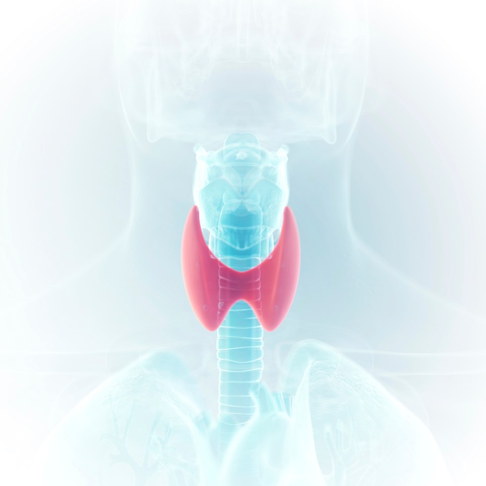 Illustration of a thyroid gland highlighted in red within a translucent human neck and upper chest.