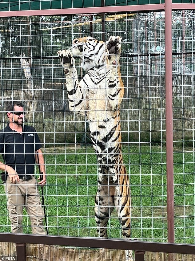 They also wrote that Easley was allegedly caught 'violently whipping tigers during a training session'