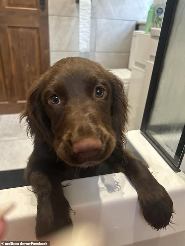 Maisie (pictured) tragically died at the scene, having been left with a broken jaw and puncture wounds to the head, face, neck and body