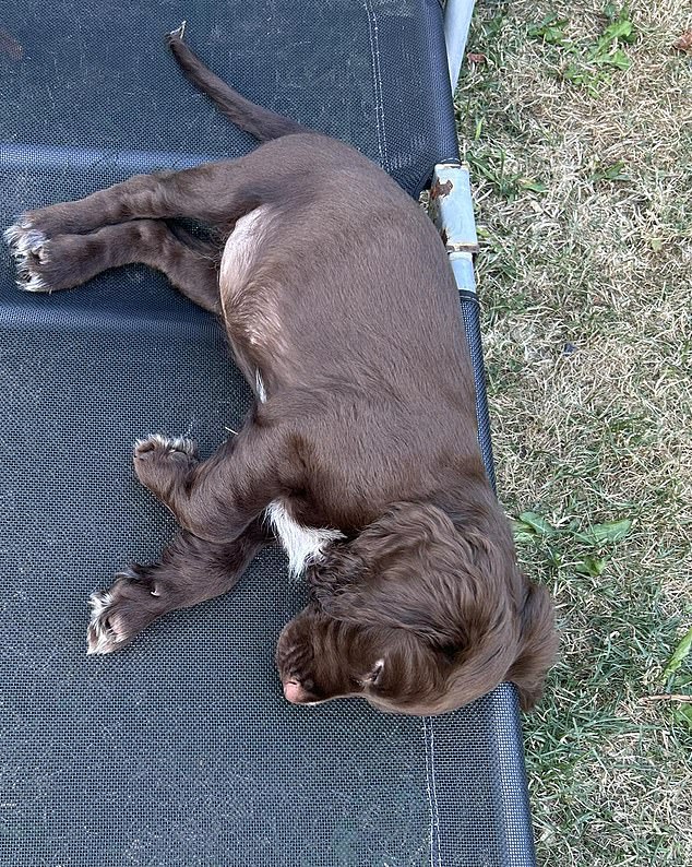 Maisie's owner Mellissa said the pup had 'made our lives complete' and that her death had left the family 'utterly devastated'