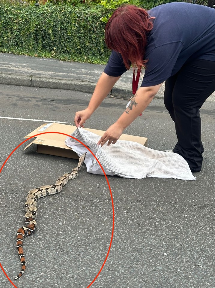 A five-foot-long boa constrictor being contained in a white pillowcase by a person in a residential street.