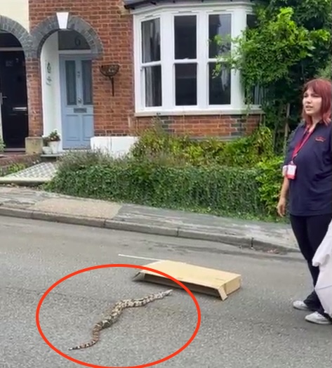 A large boa constrictor slithering across a residential street with a woman and cardboard box nearby.