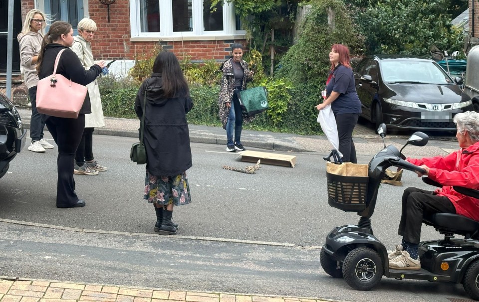 A boa constrictor slithering across a residential street with people gathered around it.